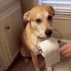 gifsboom:  Video: Guy’s Loyal Dog is Always by His Side