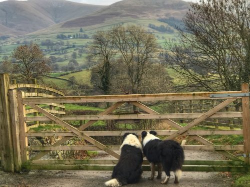 pagewoman:Border Collies surveying their realm.by Alison O’Neill
