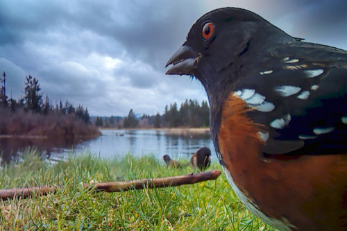 The Spotted Towhee comes here all the time now! I’m having fun with this camera trap, but I&rs