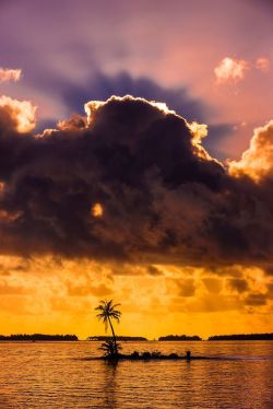 janetmillslove:  Palm trees on a smal moment