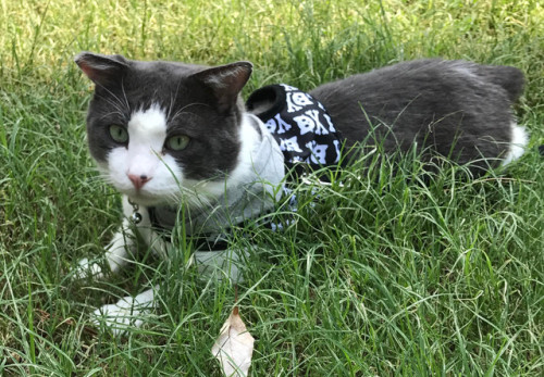 shelterpetproject:So, I could lure you in with a sad story of the tragic accident that left me tail-