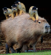 Porn photo happyheidi:Capybaras and friends ♡𝘊𝘢𝘱𝘺𝘣𝘢𝘳𝘢𝘴