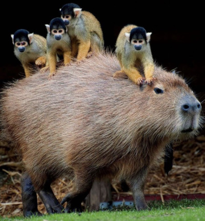 Porn Pics happyheidi:Capybaras and friends ♡𝘊𝘢𝘱𝘺𝘣𝘢𝘳𝘢𝘴