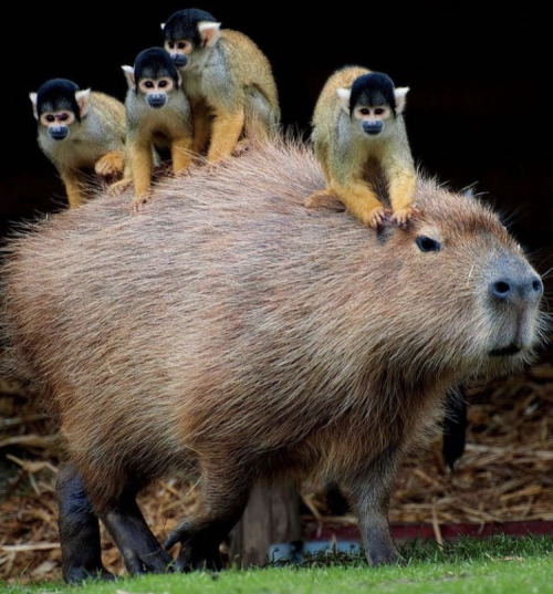 happyheidi:Capybaras and friends ♡𝘊𝘢𝘱𝘺𝘣𝘢𝘳𝘢𝘴 adult photos