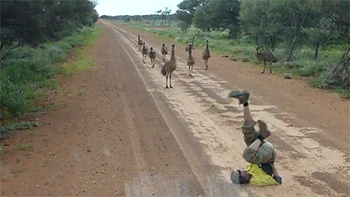 comic-chick:  wombattea:  sizvideos:  How to catch an emu - Video  LET ME TELL YOU A THING THIS IS A LEGIT THING THIS IS LITERALLY WHAT PEOPLE DO TO GET EMUS TO COME CLOSE Apparently you lie on the ground on your back and move your arms and legs. And