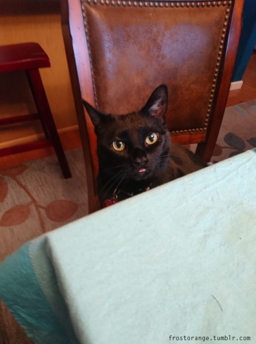 Charcoal with her little blep, helping me sew.  All the pets please.