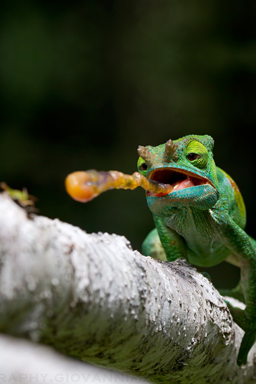 vurtual:  Gotcha! (by Giovanni Mari)  o get over here da natureza