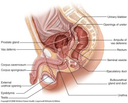 cut4him:  American-made male anatomy diagrams be like: FORESKIN? LOL WTF IS THAT NO SUCH THING  So true, vanishing them from history