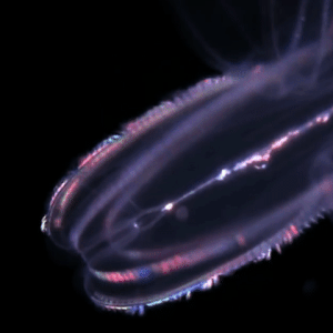 Bioluminescence Stimboard