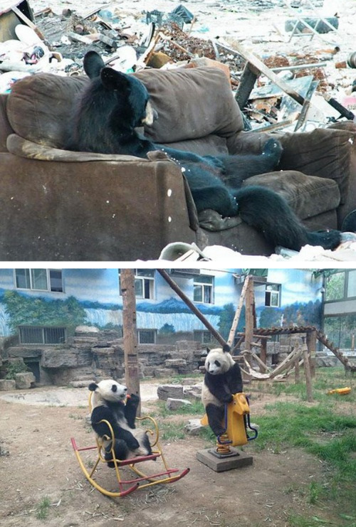 Sex tastefullyoffensive:  Bears Doing Human Things pictures