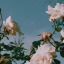 sweetlydecaffeinatedenemy-blog