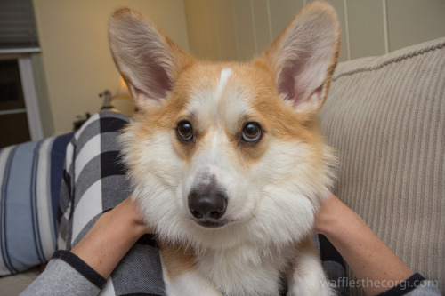 wafflesthecorgi:The Faces of Waffles The Corgi:ChipmunkBeaglePirateHappy YawnLambSquishy FaceRabbitL