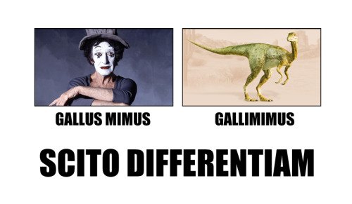 interretialia:Gallus MimusGallimimusScito DifferentiamGallic MimeGallimimusKnow the Difference(Fonte