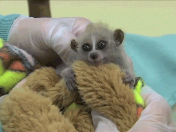 sdzoo:  Throwing it back to last summer when this baby pygmy loris melted hearts. Watch the video 
