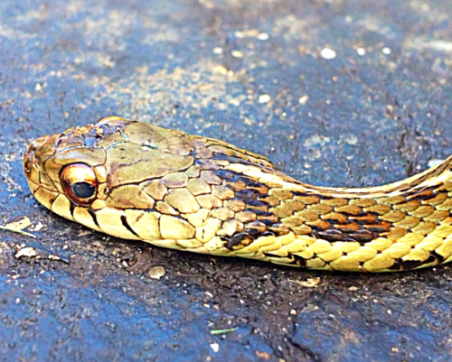 A garter snake on my driveway after work on Thursday.