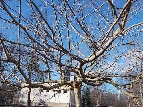 Interesting trees - Wroclaw, Poland.