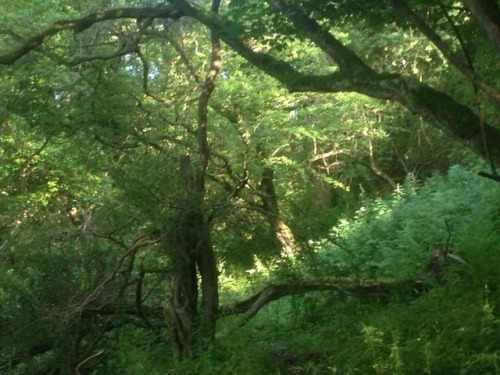 studiointhewoods:Magickal walk through the woods and up to the Grove this evening for some spiritual