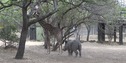 onlylolgifs:  A giraffe kicked a naughty rhino
