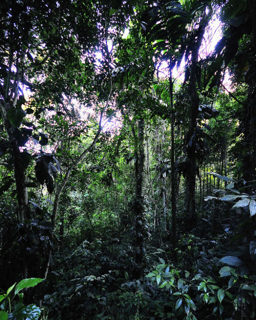 viridisvita: The Rainforest at a Glance by I♥RainyDays on Flickr.