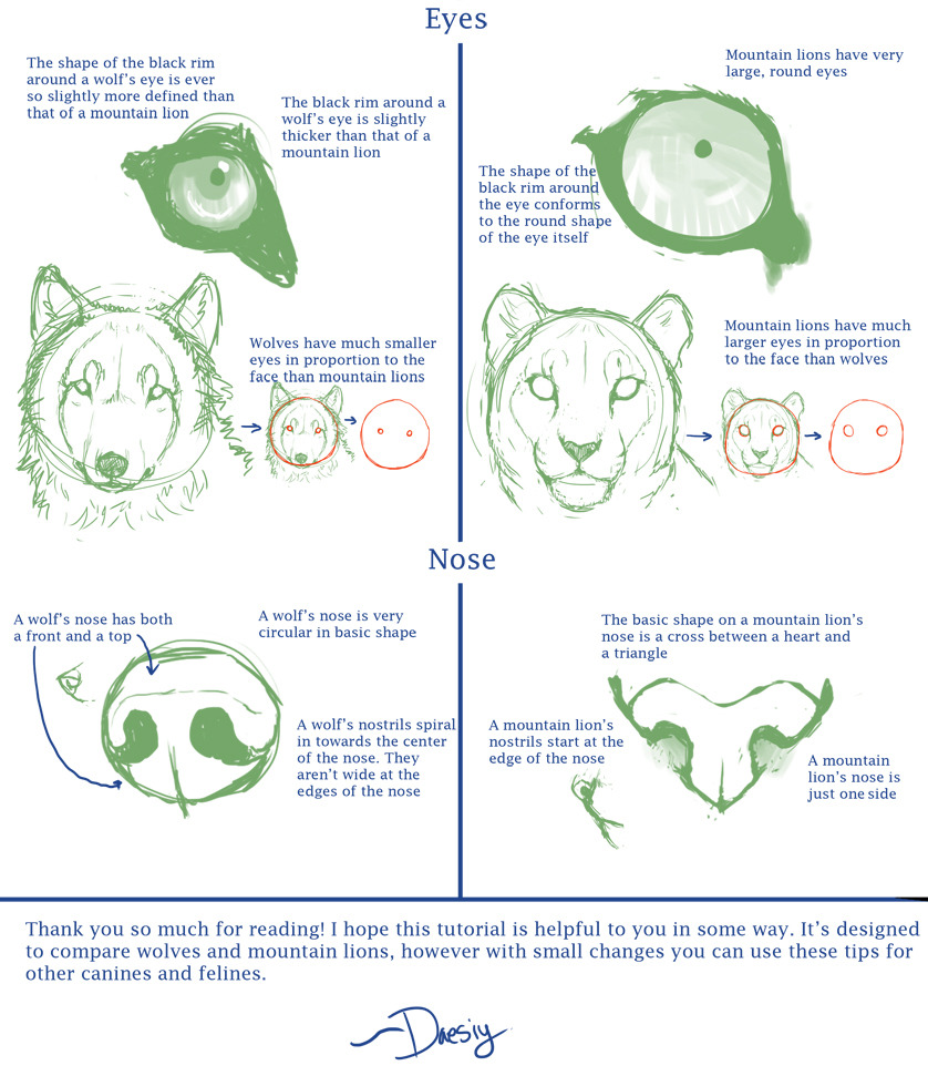 helpyoudraw:  Canine v. Feline Anatomy Tuts by Daesiy from DeviantArt 