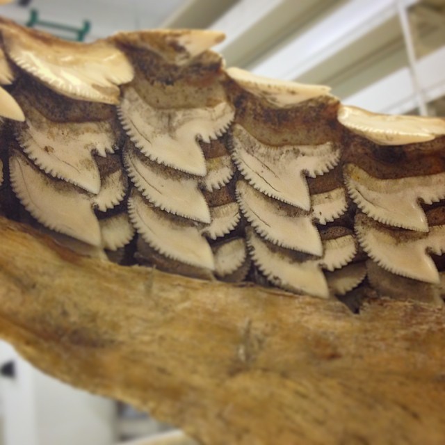 thebrainscoop:  Teeth rows of a tiger shark (Galeocerdo cuvier). Often times the