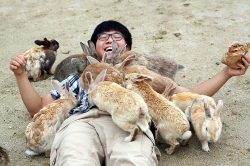 w0lf-heart:  lost-and-found-box:  There’s a small island in Japan called Okunoshima with thousands of adorable rabbits! All photos from the (more informative) Telegraph gallery.   capelynadderson you would die happy