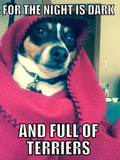 game-of-thrones-fans: My dog’s GOT audition tape