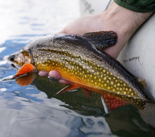 flyfishfood: A side slab shot as modeled by @feather_flinger Fall isn’t over yet. #flyfishing #flyty