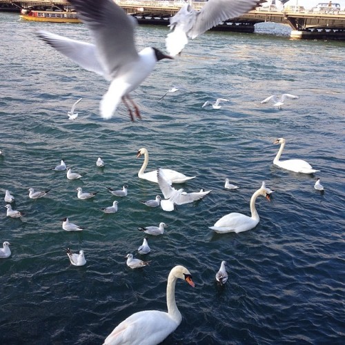 #Geneva #lake #leman #swiss #birds #water (στην τοποθ&