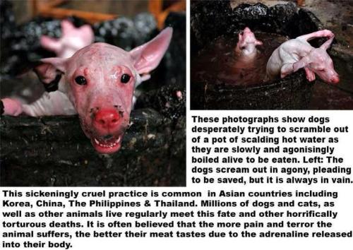 badveganwolf:  from-meat-to-bean:  intoxifaded:  theveganabolitionist:  veganmovement2012:  This horror must stop! http://www.change.org/petitions/stop-cooking-live-animalsPlease, sign and share the post / petition to RAISE AWARENESS and STOP IT instead