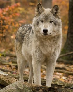 animalsarehype:  Wolf by Jamie Hopf 