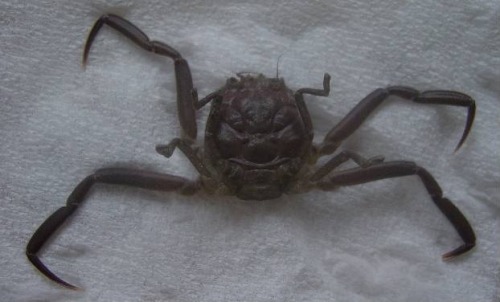 Heikegani ‘Samurai Face’ crabs. Heikegani is a species of crab native to Japan, with a shell that bears a pattern resembling a human face