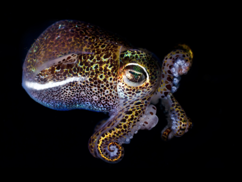 mymodernmet: Bobtail Squid by Todd Bretl A series of portraits documenting the magnificent underwate