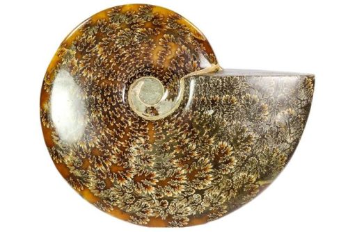 fossilera:Ammonites are an extinct group of marine invertebrate animals which died out at the end of