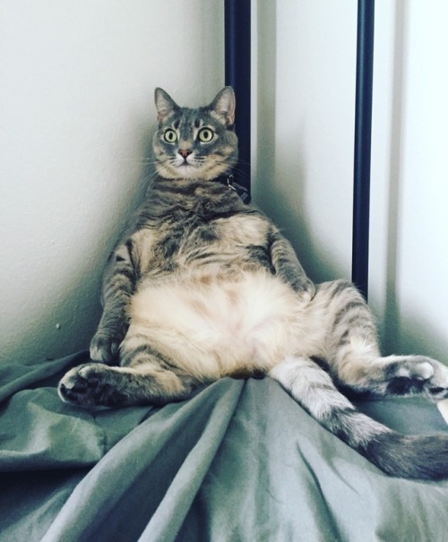 chubbycattumbling: Harleen loves to sit like a human