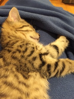 blueeyedsunset:Kitten nap 😴