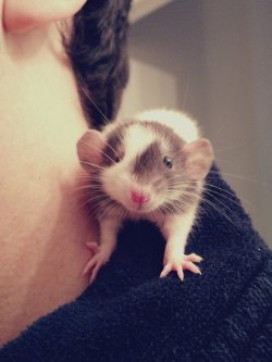 ratsinhouse:  New baby girl, meet Iodine =D