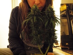 marijuanaforeveryone:  Marijuana pics 