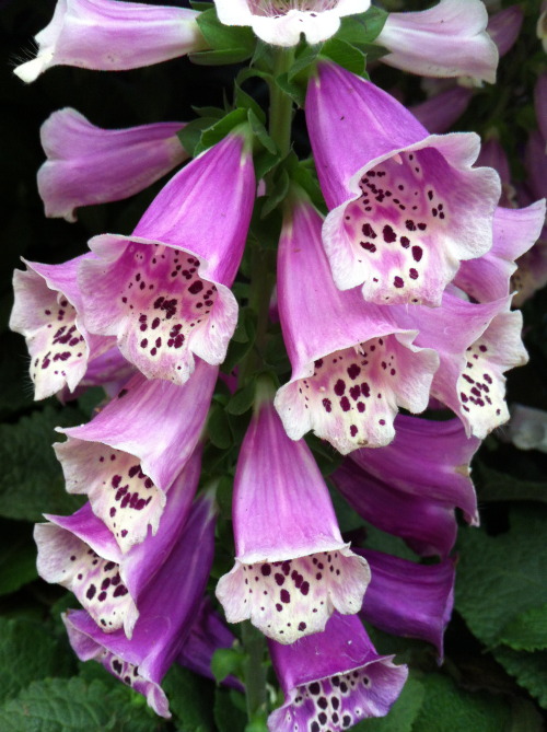 Porn Pics flora-file:  digitalis (by flora-file)