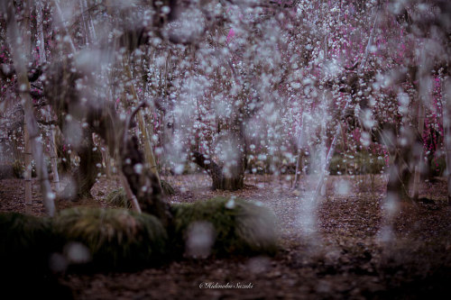 landscape-photo-graphy:The Enchanting Japanese Spring Photographed by Hidenobu Suzuki Japanese beaut