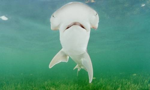 bitch-dont-krill-my-vibe: First known omnivorous shark species identified! The Bonnethead shark (Sph