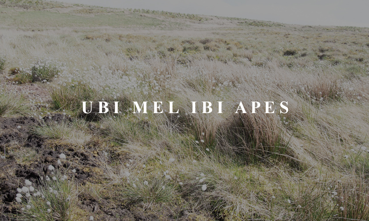 vertaserum:  4/4 latin sayings and houses hufflepuff - ubi mel ibi apes “where