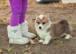 corgi-addict:  Reddit meet Julien!