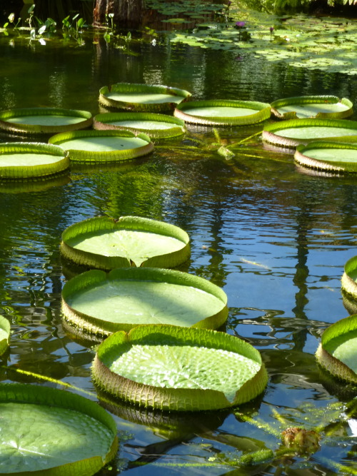 Les beaux nénuphars du jardin dont une étrange variété qui ressemble à des plateaux !