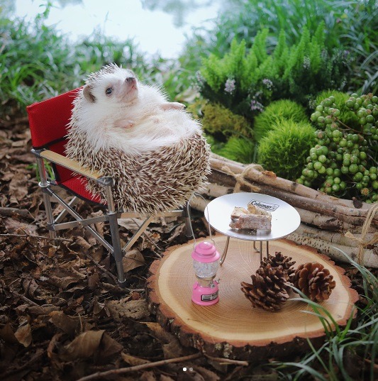 a-mini-a-day:EMERGENCY: HEDGEHOG ON A TINY CAMPING TRIP?!?!?!!!!!When I saw these