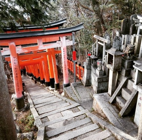 Fushimi Inari Taisha / Trail up Mt Inari in Kyoto, Japan #fushimiinari #kyoto #torigate (at Fushimi 