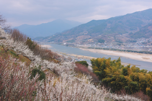 2022-03-19Blue Plum FarmCanon EOS R6 + RF50mm f1.8 STMInstagram  |  hwantastic79vivid