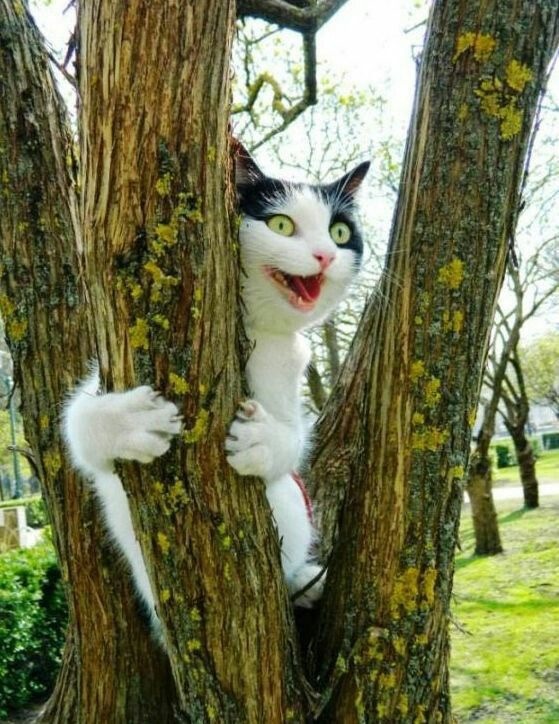 coolcatgroup: Okay everyone stop what you’re doing and look at these cats right