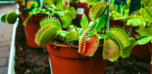 The Venus flytrap snaps shut on its hapless prey by swelling cells in its leaves with water. Researc