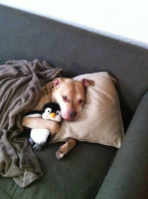 Puppies to the Rescue!